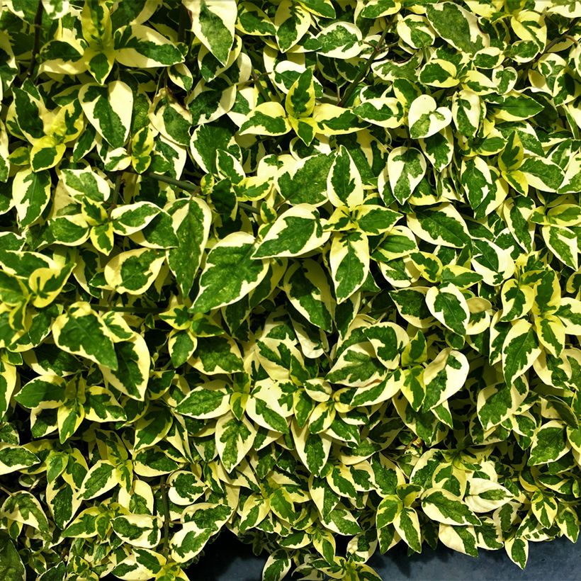 Abelia grandiflora Hopleys (Foliage)