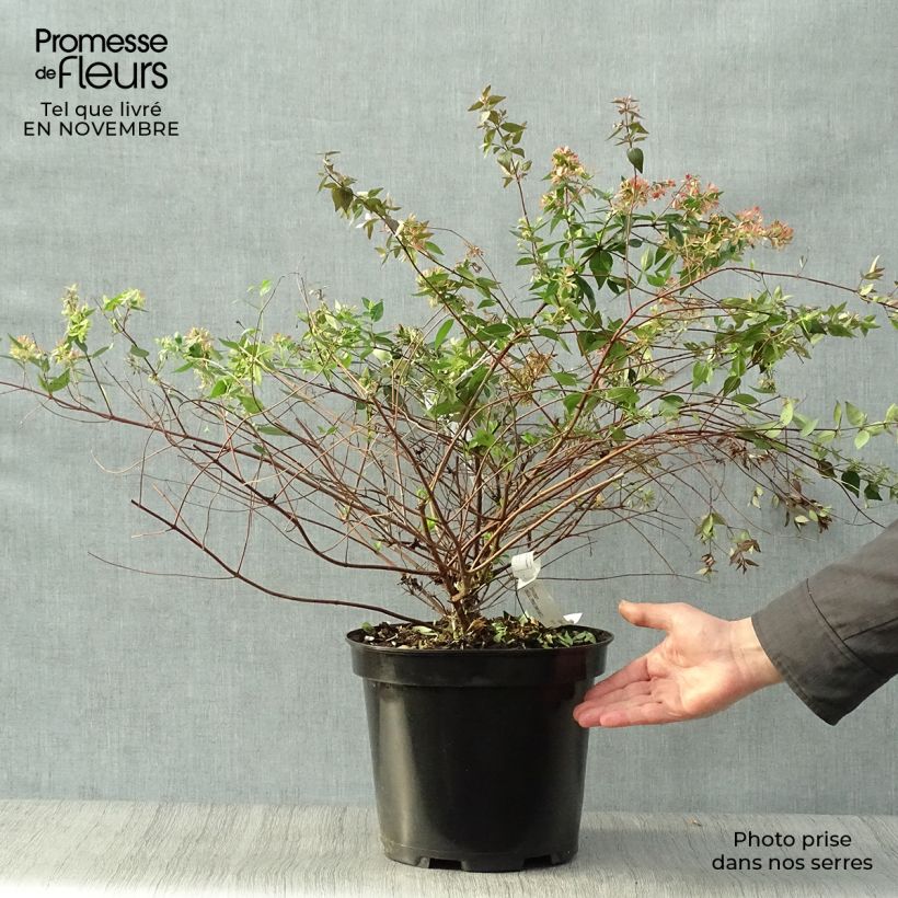 Abelia grandiflora - Pot de 7.5L/10L sample as delivered in autumn