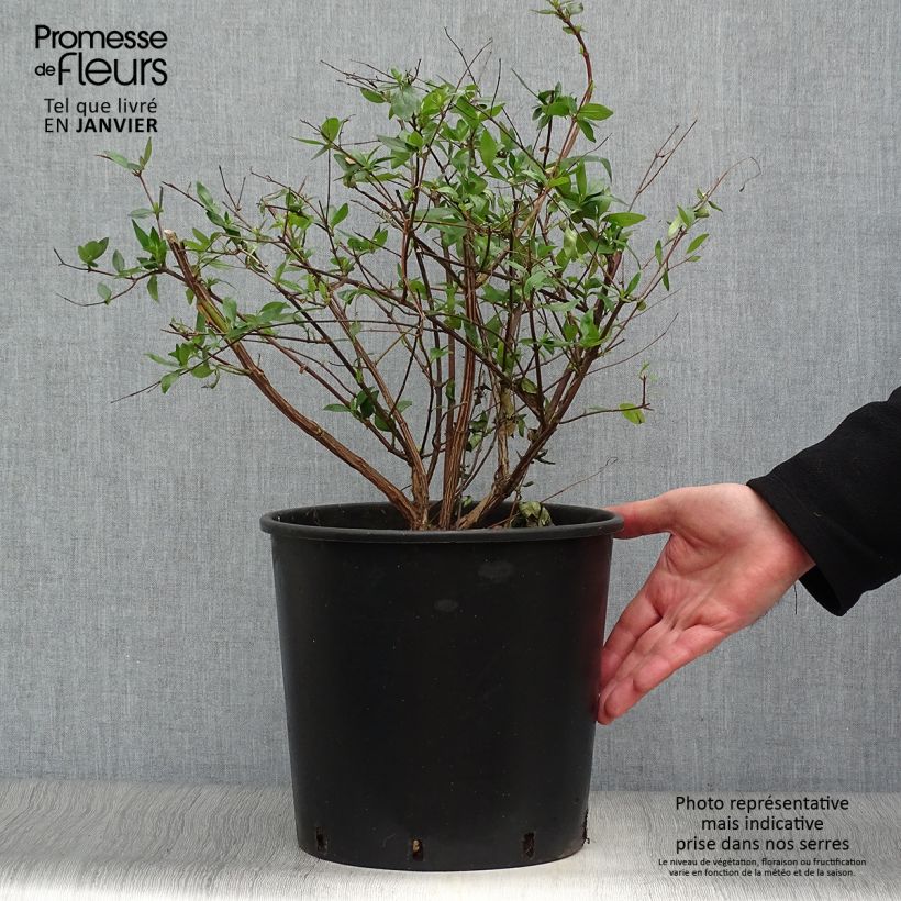 Abelia grandiflora - Pot de 7.5L/10L sample as delivered in winter