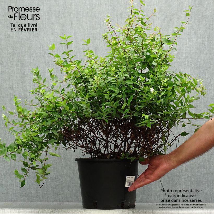 Abelia grandiflora Prostrata en pot de 7,5L/10L sample as delivered in autumn