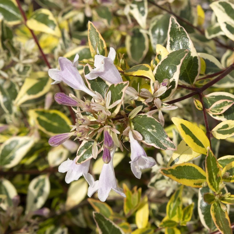 Abelia grandiflora Radiance (Flowering)