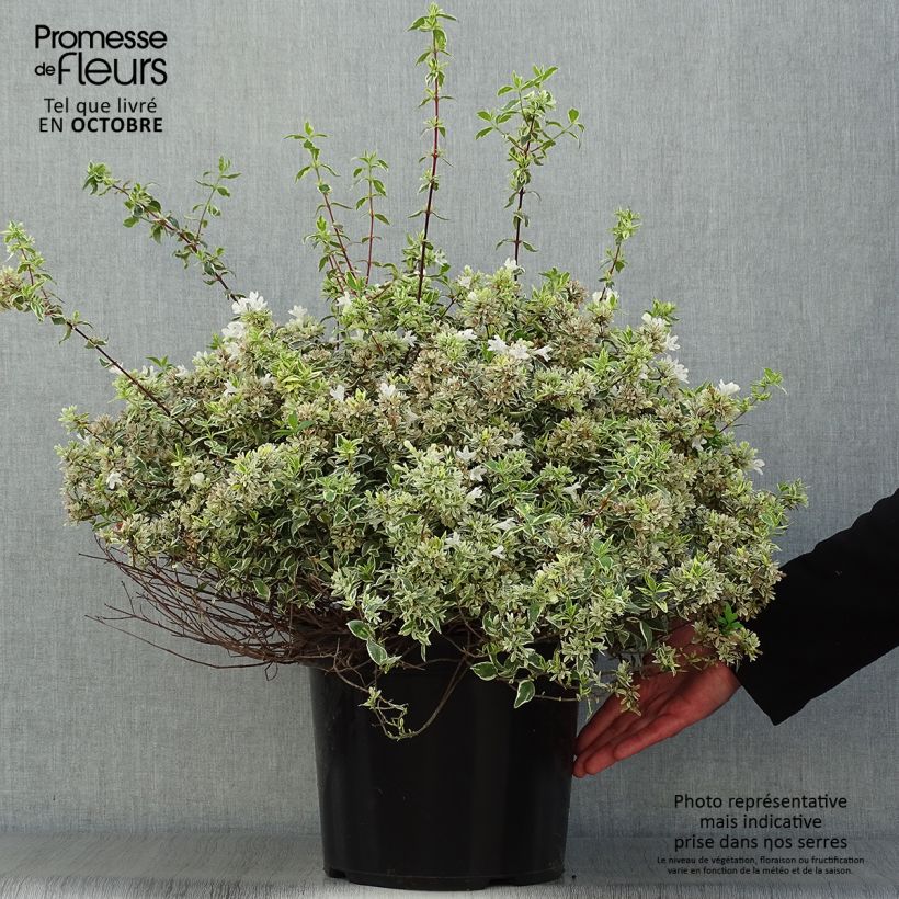 Abelia grandiflora Sparkling Silver en pot de 7,5L/10L sample as delivered in autumn