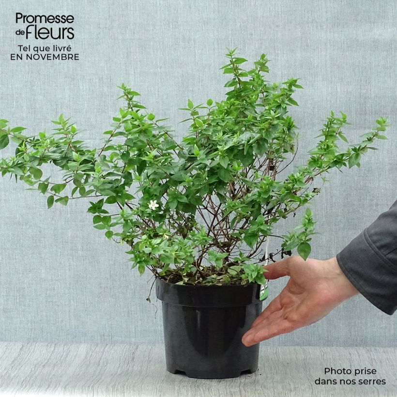 Abelia zanderi Little Richard Pot de 2L/3L sample as delivered in autumn