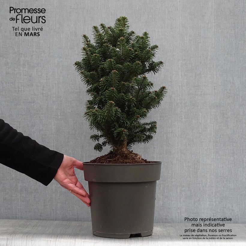 Abies alba Pyramidalis - Sapin blanc nain Pot  sample as delivered in spring