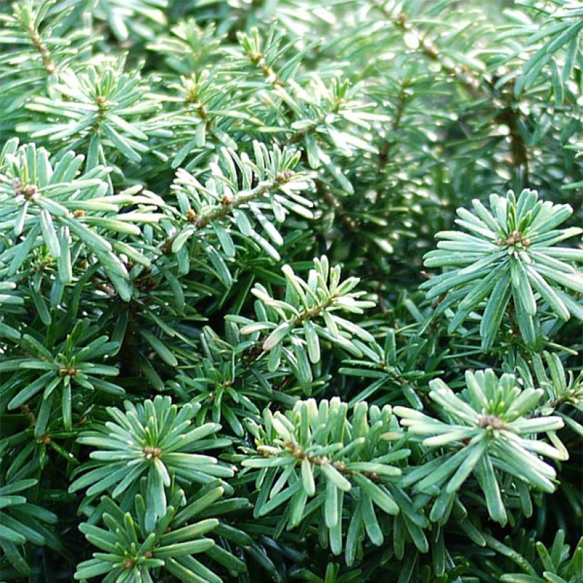 Abies koreana Cis - Korean Fir (Foliage)