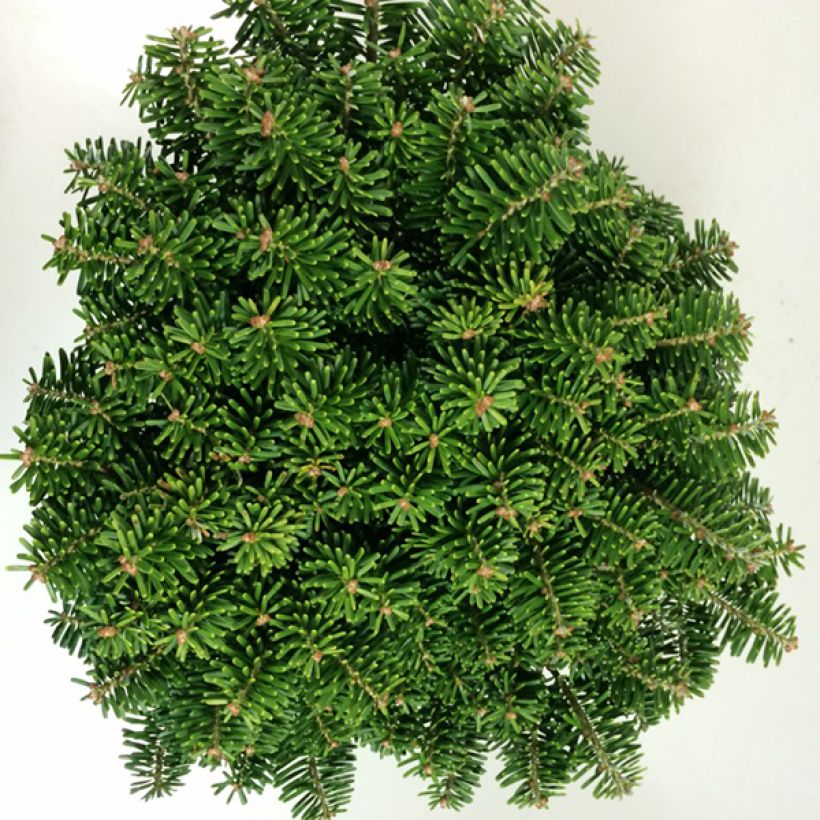 Abies koreana Tundra - Korean Fir (Foliage)