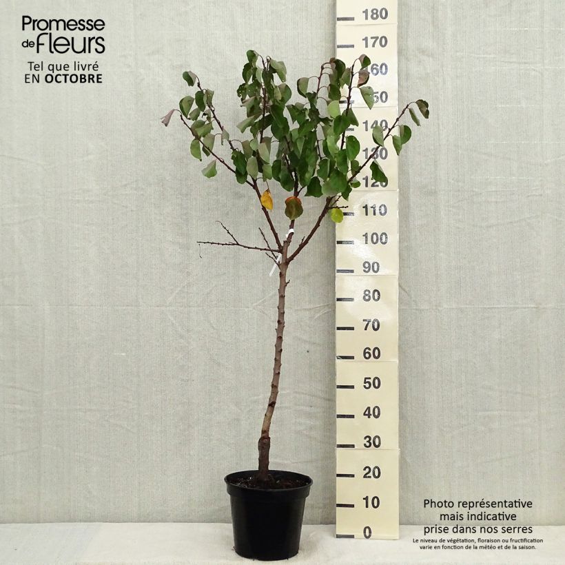 Abricotier Bergeron - Gobelet en pot de 7,5L sample as delivered in autumn