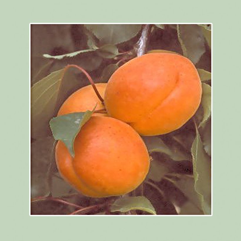 Prunus armeniaca Canino Apricot Tree - Prunus armeniaca (Harvest)