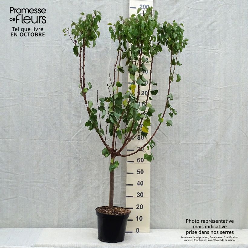 Abricotier Polonais - Gobelet en pot de 10L sample as delivered in autumn