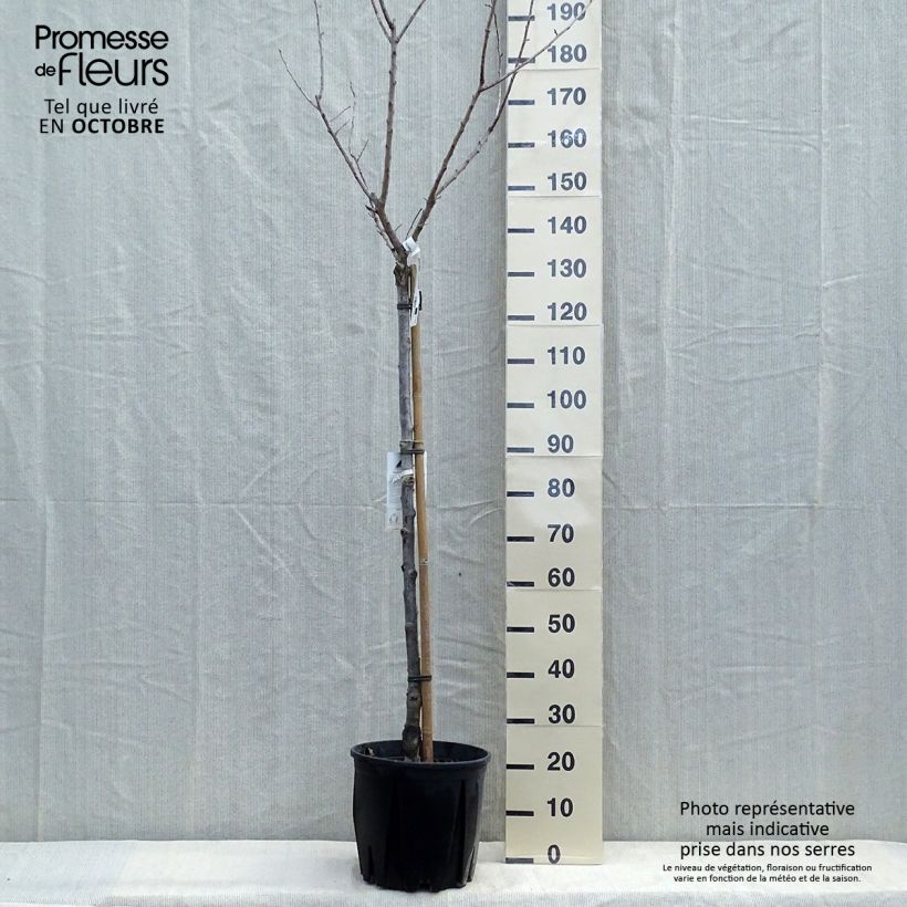 Abricotier - Prunus armeniaca Bulida Pot de 7,5L/10L sample as delivered in autumn