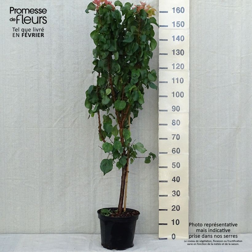 Abricotier - Prunus armeniaca Tardif De Bordaneil Pot de 7,5L/10L sample as delivered in autumn