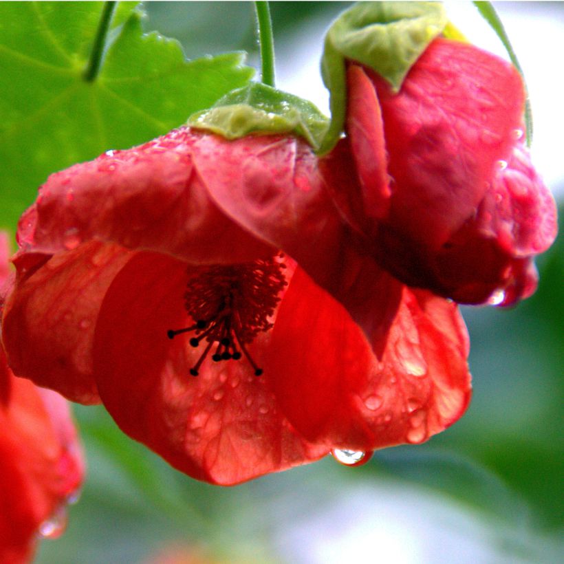 Abutilon Cannington Carol (Flowering)