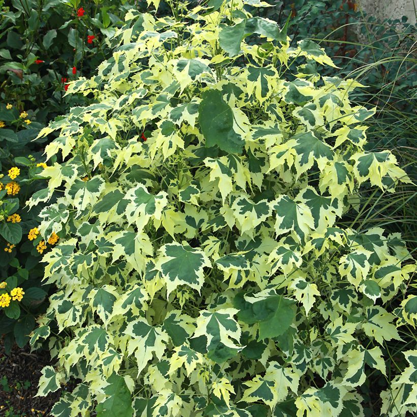 Abutilon Savitzii (Foliage)