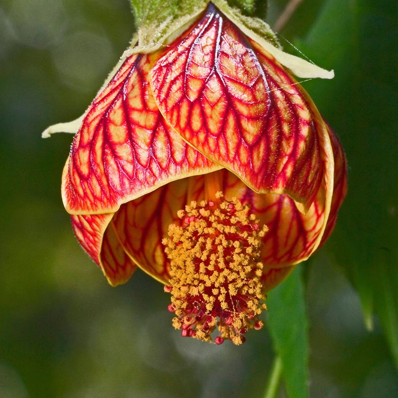 Abulilon  striatum (pictum) Redvein (Flowering)