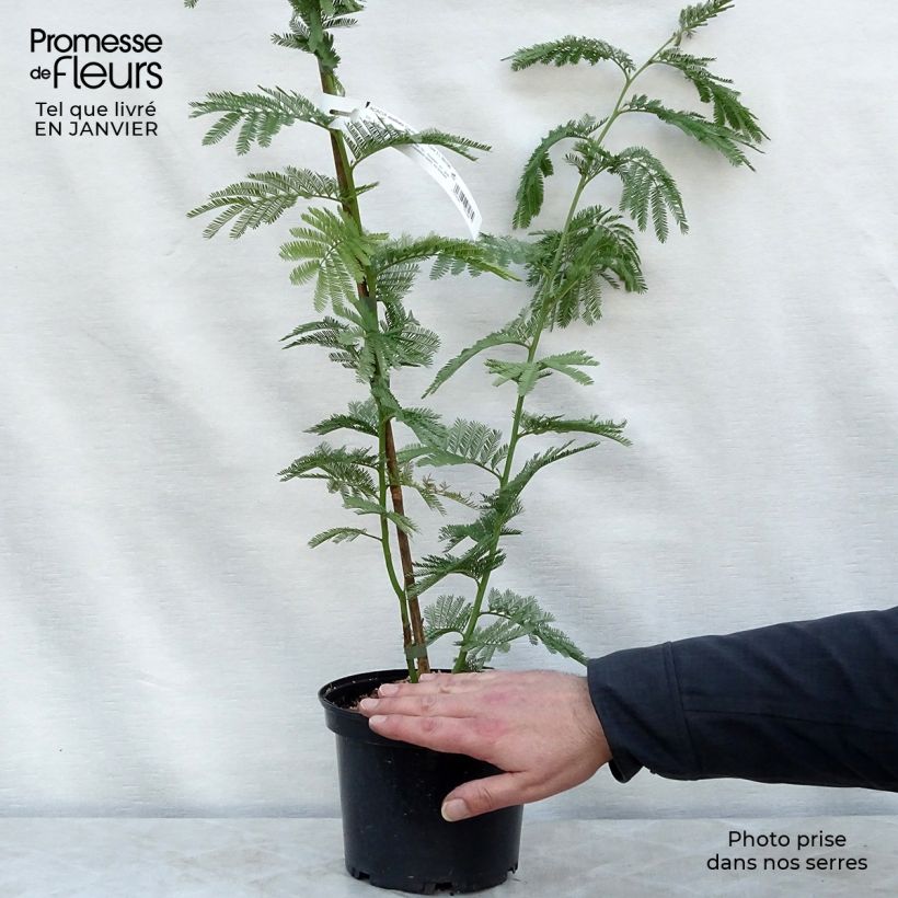 Acacia dealbata Gaulois Astier - Mimosa des fleuristes Pot de 2L/3L sample as delivered in winter