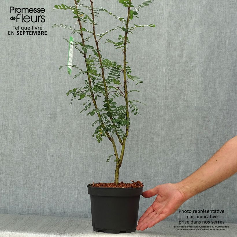 Acacia jaune, Caraganier de Sibérie - Caragana arborescens en pot de 3L/4L sample as delivered in autumn