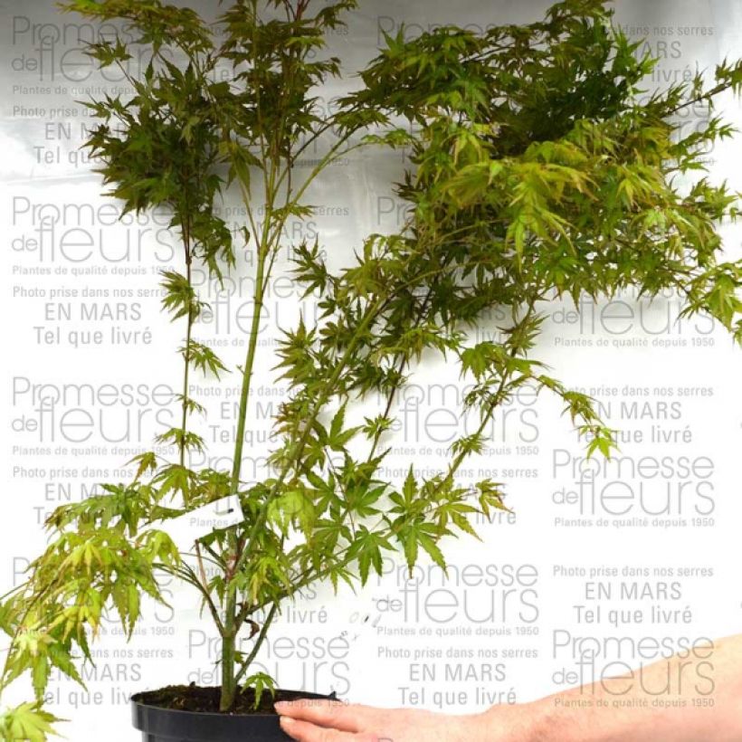 Example of Acer palmatum - Japanese Maple 3L/4L potShipped height around 50/60cm specimen as delivered