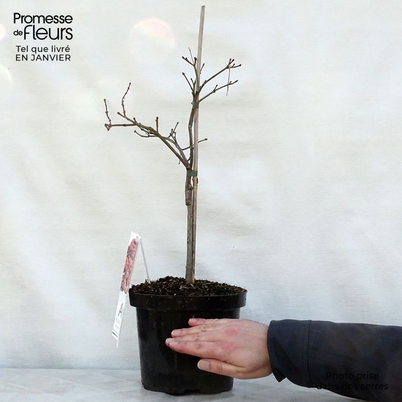 Erable du Japon - Acer palmatum Ornatum Pot de 4/5L sample as delivered in winter