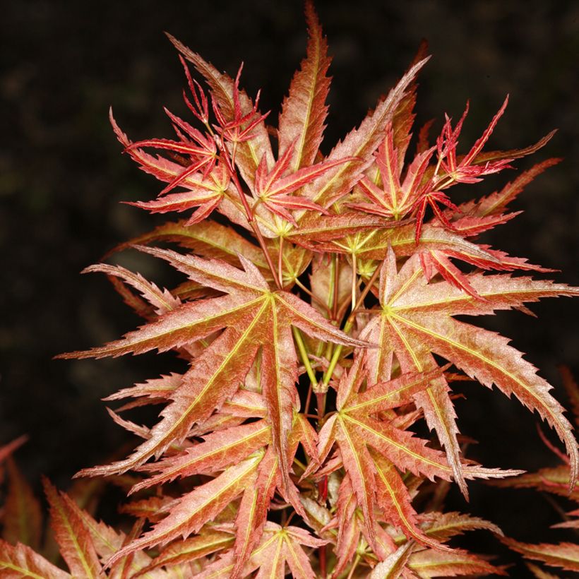 Acer palmatum Wilson's Pink Dwarf - Japanese Maple (Foliage)