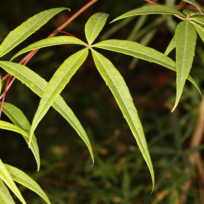 Acer pentaphyllum - Chinese maple (Foliage)