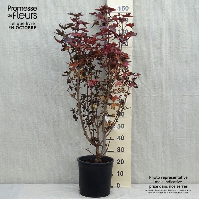 Acer platanoides Crimson Sentry - Érable plane en pot de 12L/15L sample as delivered in autumn