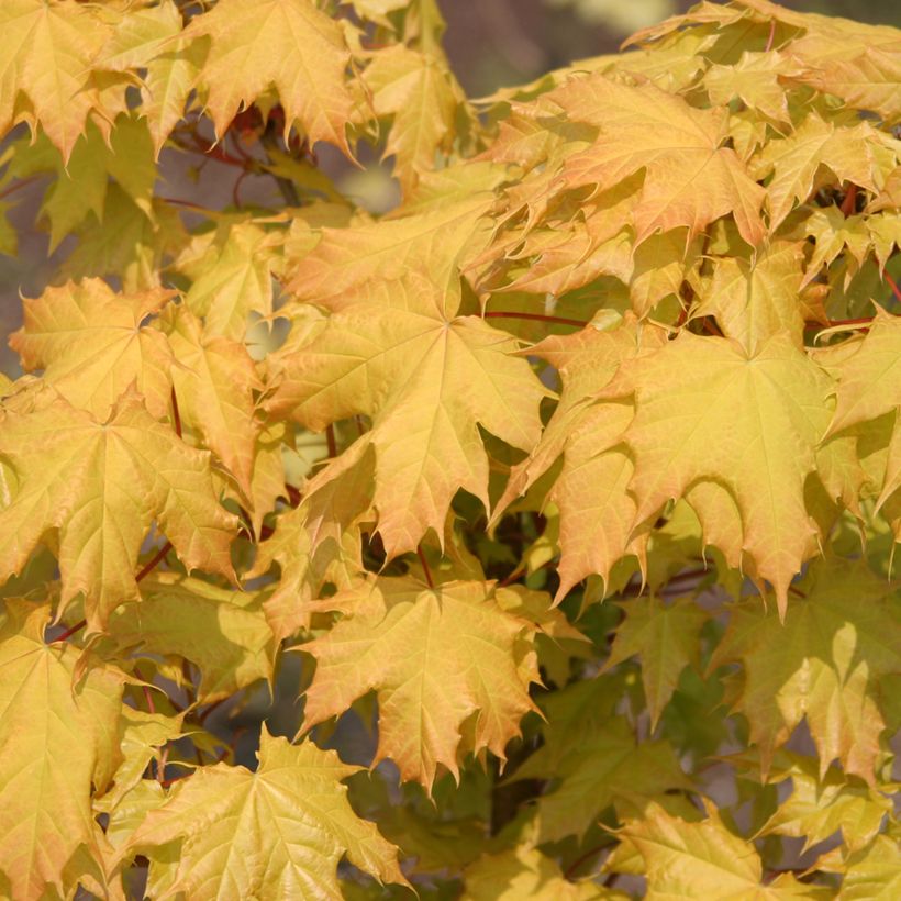 Acer platanoides Golden Globe - Norway Maple (Foliage)