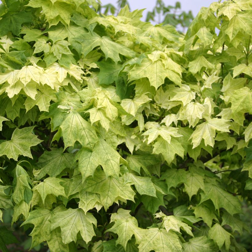 Acer platanoides Maculatum - Norway Maple (Foliage)