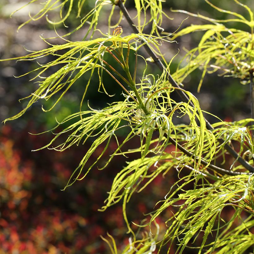 Acer platanoides Paldiski - Norway Maple (Foliage)