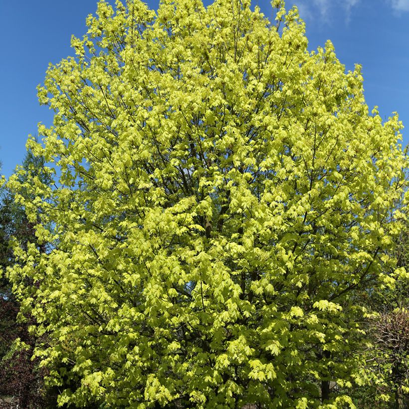 Acer platanoides Walderseei - Norway Maple (Plant habit)