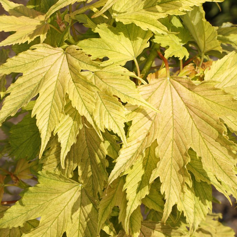 Acer pseudoplatanus Sunshine - Sycamore Maple (Foliage)