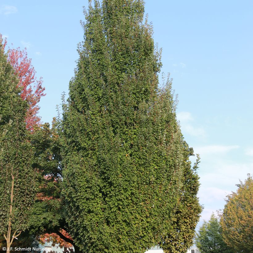 Acer rubrum Armstrong Gold - Red Maple (Plant habit)