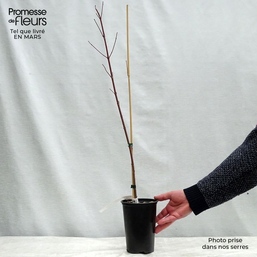 Acer rubrum Redpointe - Erable rouge Pot de 1L/1,5L sample as delivered in winter