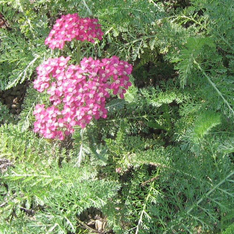 Achillea asplenifolia (Foliage)