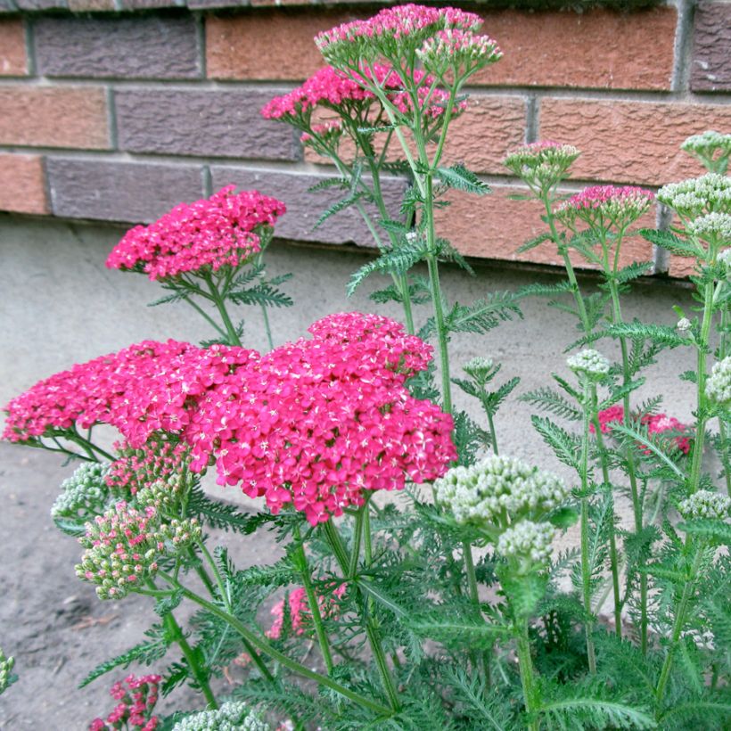 Achillea asplenifolia (Plant habit)