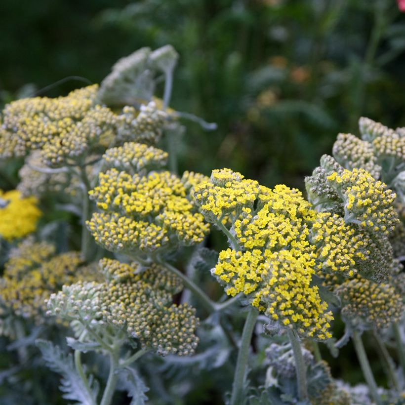 Achillea clypeolata Little Moonshine (Flowering)