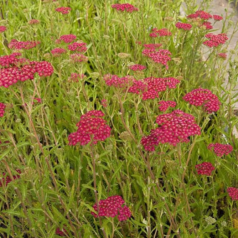 Achillea millefolium Velours (Plant habit)