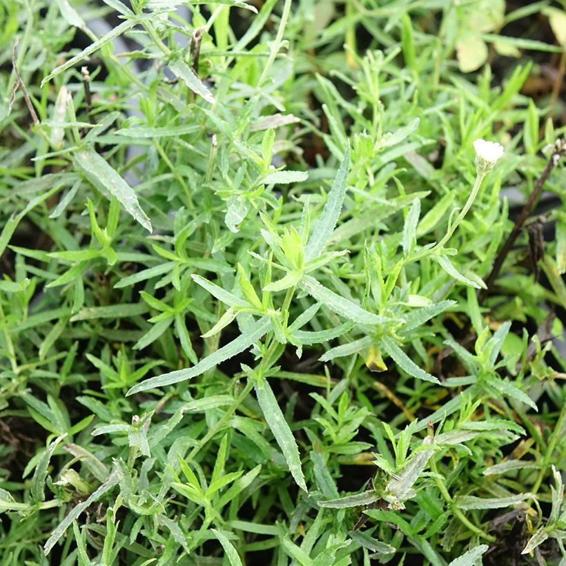 Achillea ptarmica Diadem (Foliage)