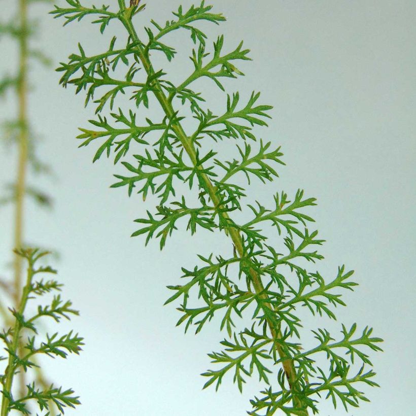 Achillea millefolium Petra (Foliage)