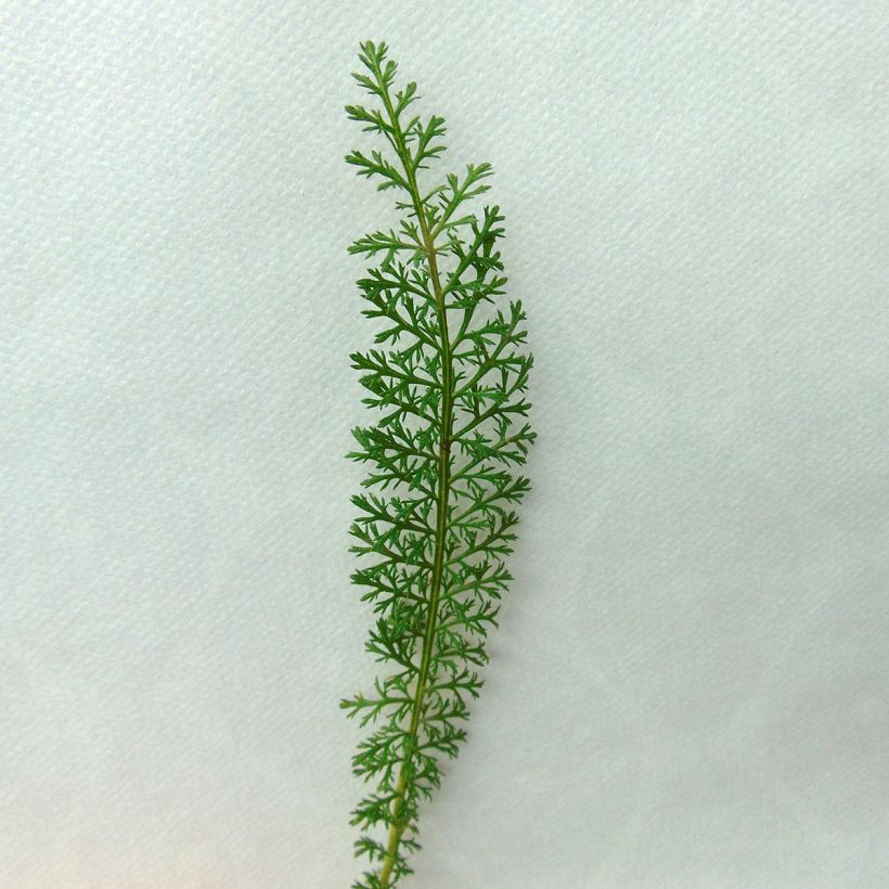 Achillea millefolium Velours (Foliage)