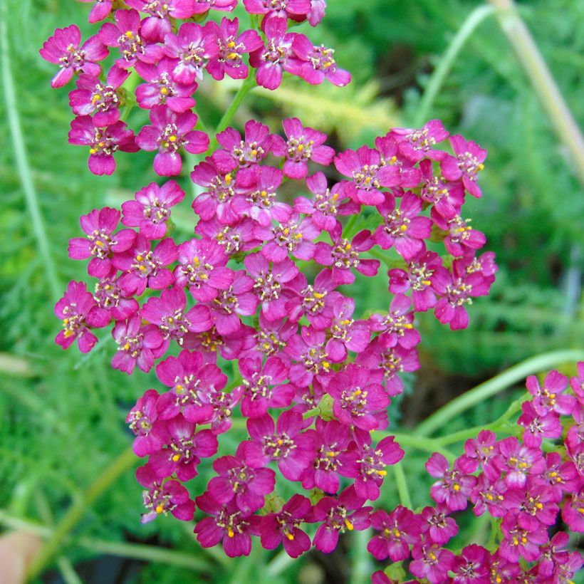 Achillea millefolium Velours (Flowering)