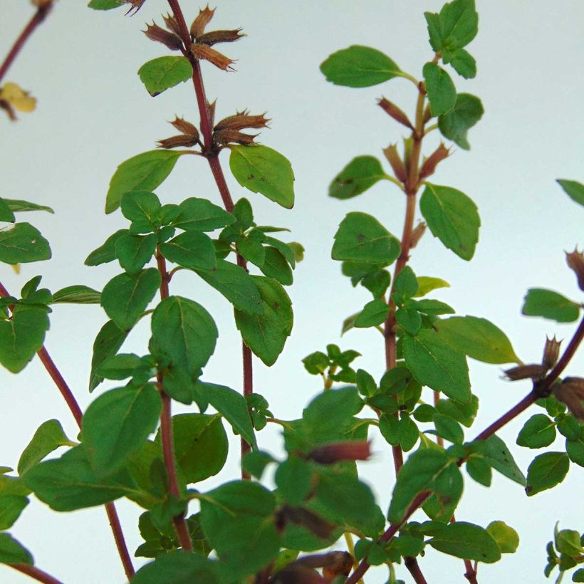 Acinos alpinus (Foliage)