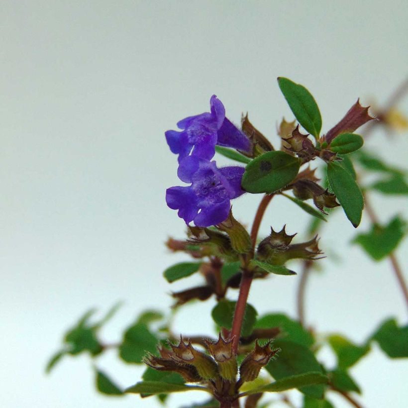 Acinos alpinus (Flowering)