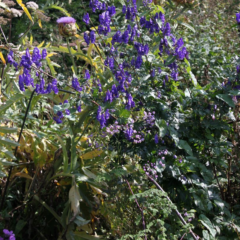 Aconitum pubiceps (Plant habit)