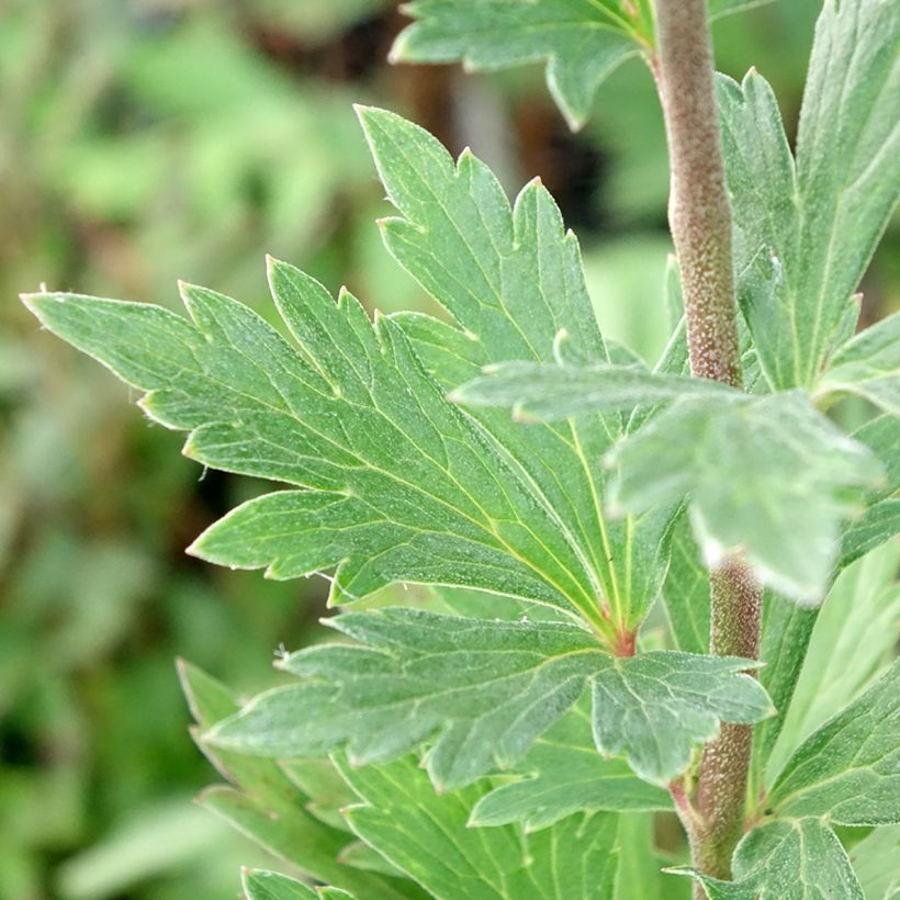 Aconitum fischeri (Foliage)