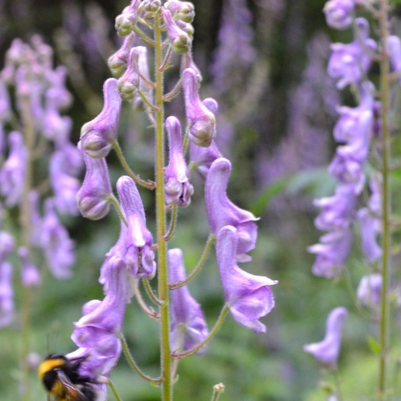 Aconitum scaposum (Flowering)