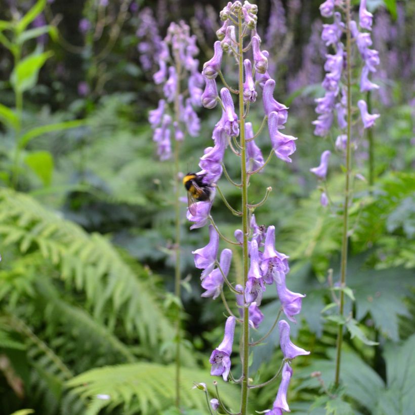 Aconitum scaposum (Plant habit)