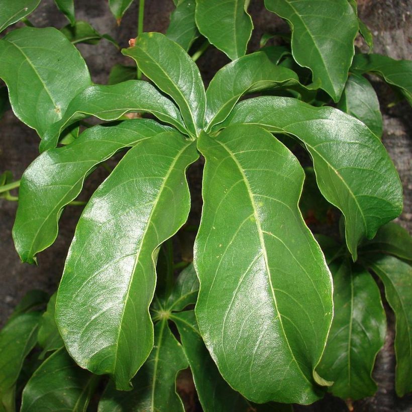 Adansonia digitata - Baobab (Foliage)