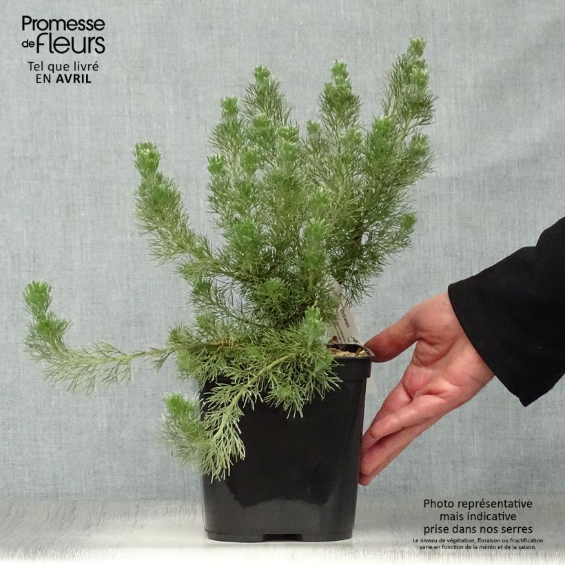 Adenanthos sericeus - Buisson laineux Pot de 2L/3L sample as delivered in spring