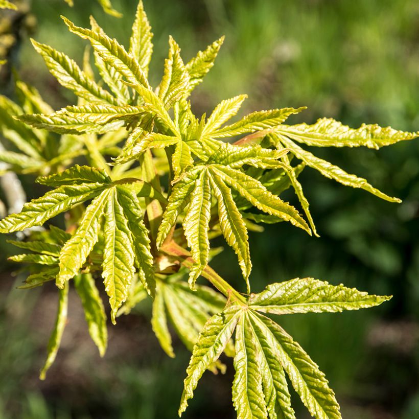 Aesculus hippocastanum Digitata - European horse Chestnut (Foliage)