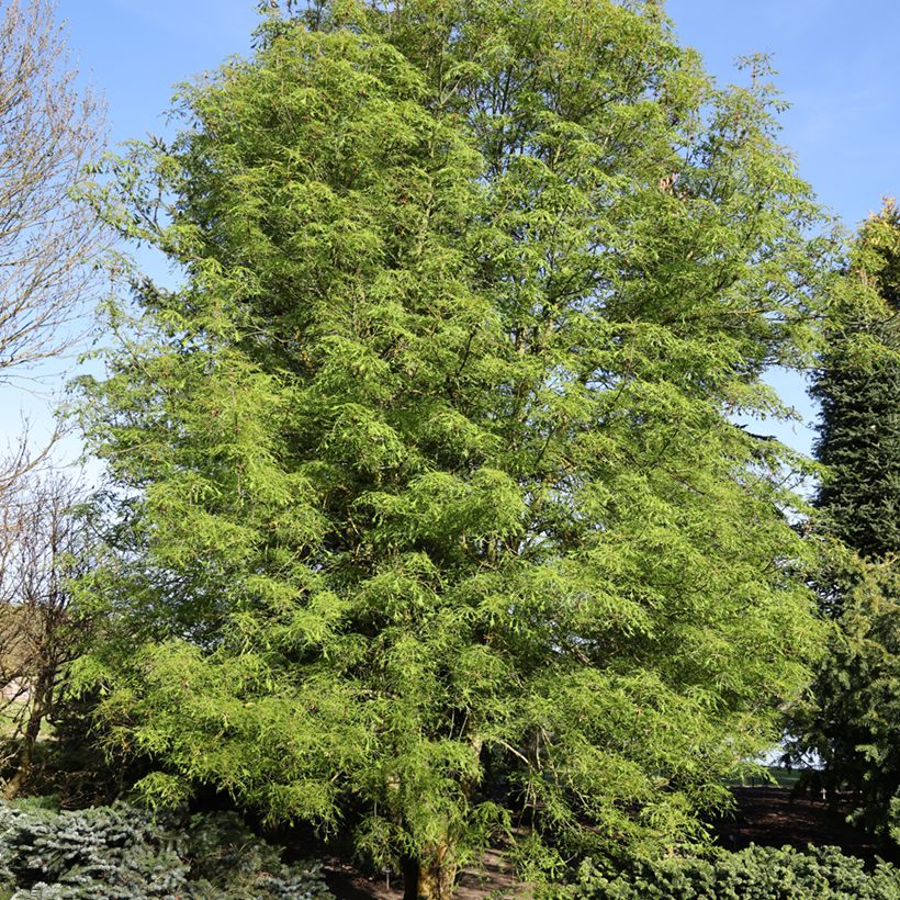 Aesculus Laciniata (Plant habit)